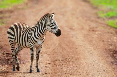 Zebra ngorongoro koruma alanı içinde