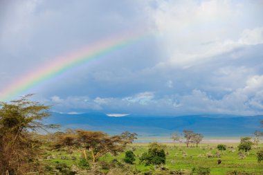 Rainbow and elephant clipart