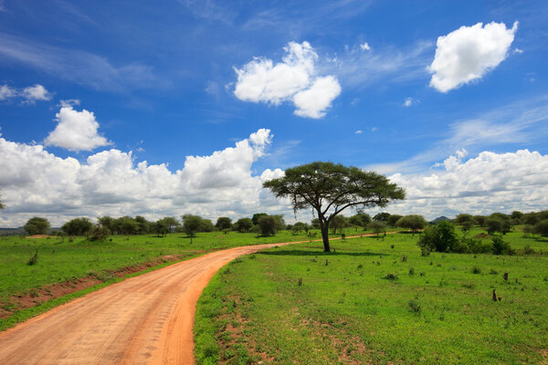 Beautiful landscape of Tarangire national park, Tanzania