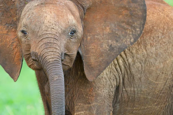 Elefante bebé — Foto de Stock