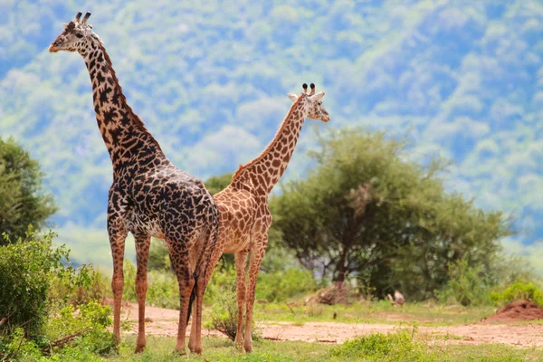 Жирафы — стоковое фото