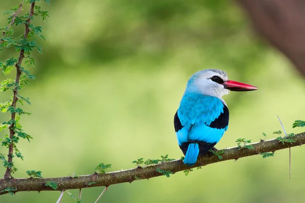 Woodland kingfisher — Stock Photo, Image