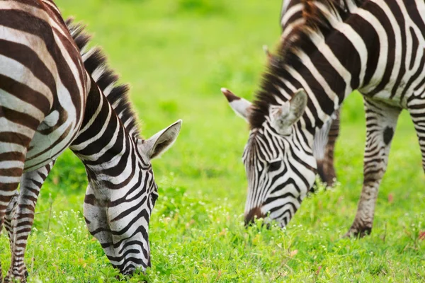 Zebra 's — Stockfoto