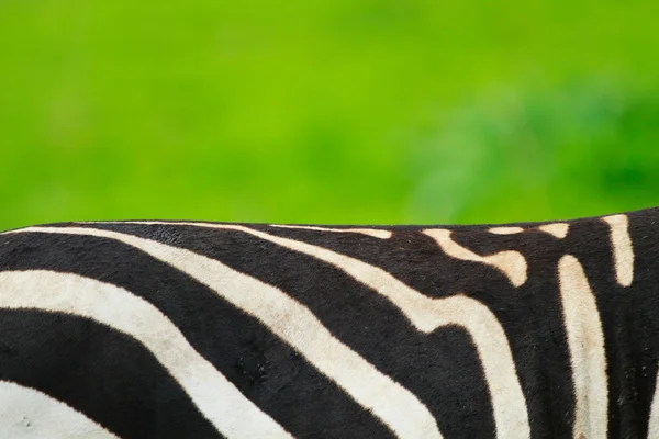 Zebra skin — Stock Photo, Image