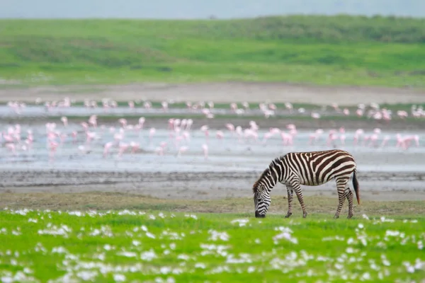 Зебра в заповеднике Нгоронгоро — стоковое фото