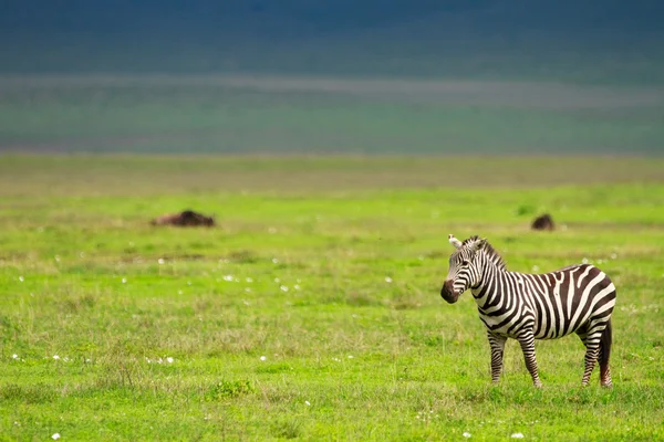 Zebra in ngorongoro monumentenreservaat — Stockfoto