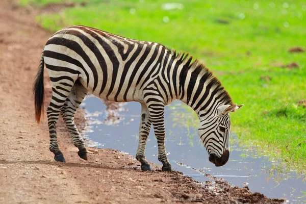 Ζέβρα στο πάρκο Ngorongoro — Φωτογραφία Αρχείου