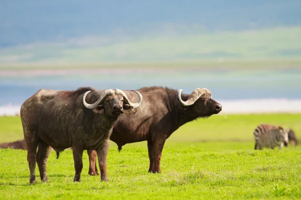 Buffalos — Stock Photo, Image