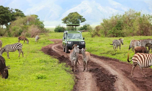 Wildsafari — Stockfoto
