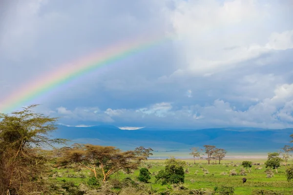 虹と象 — ストック写真