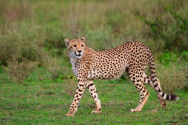 Çita. — Stok fotoğraf