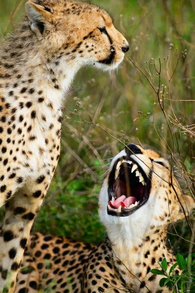 Mutter und Junggeparden — Stockfoto
