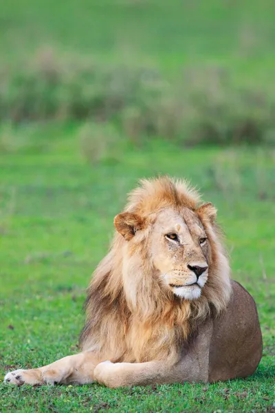 Leão no Parque Nacional Serengeti — Fotografia de Stock