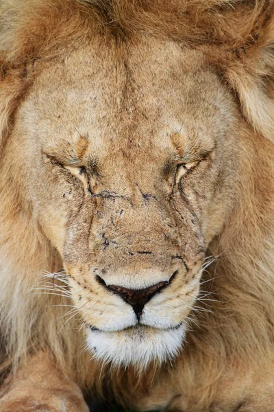 Lejon stående — Stockfoto