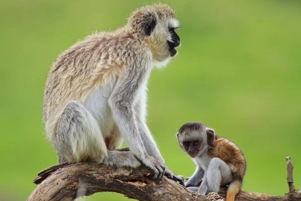 Macacos-de-cara-preta — Fotografia de Stock