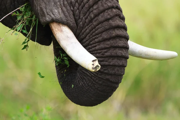 Close-up van de olifant — Stockfoto