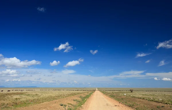 Grande migração — Fotografia de Stock