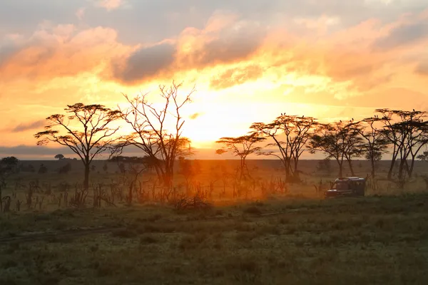 Morning safari drive — Stock Photo, Image