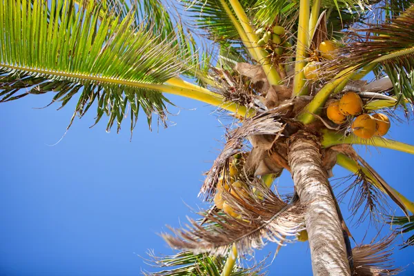 Palm tree närbild — Stockfoto