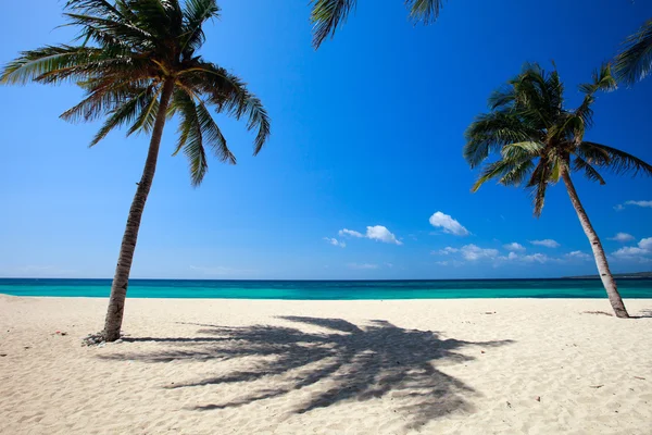 Palme sulla spiaggia tropicale — Foto Stock