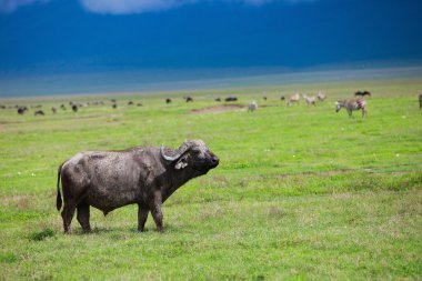 ngorongoro Buffalo'da Tanzanya krater