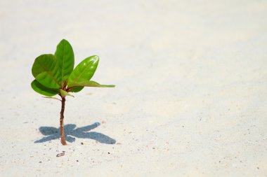 Young plant growing on beach clipart