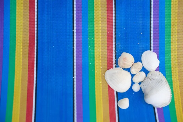 Conchas em fundo colorido — Fotografia de Stock