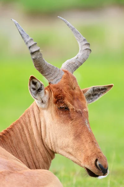 Nahaufnahme Porträt der Hartebeest Antilope — Stockfoto