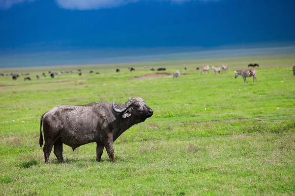 Buffalo em Ngorongoro cratera Tanzânia — Fotografia de Stock