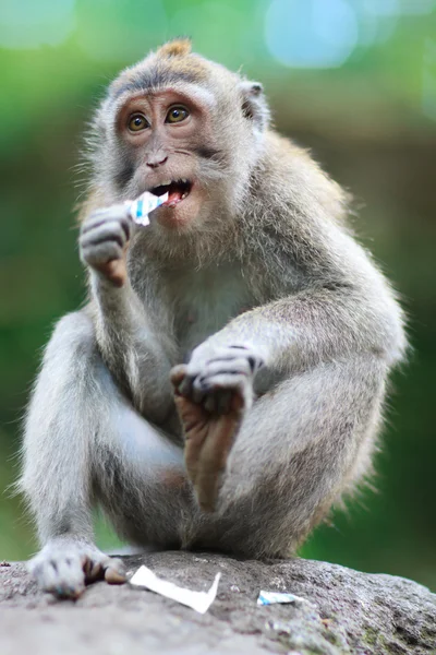 野生の猿の肖像画 — ストック写真
