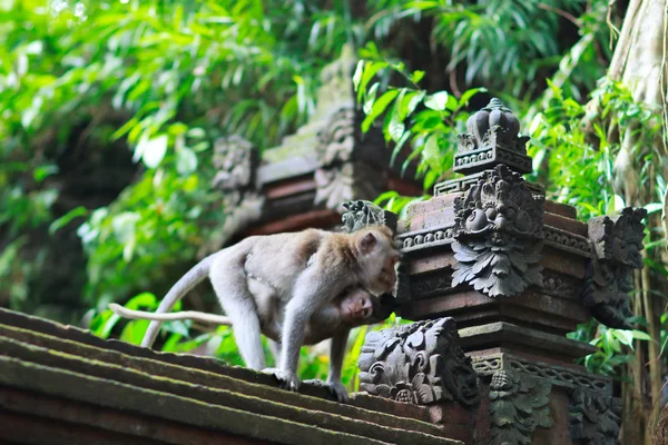 Λεπτομέρειες του ναού στο ubud δασών μαϊμού — Φωτογραφία Αρχείου