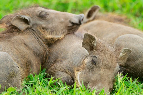 Baby vårtsvin sover i gräs — Stockfoto