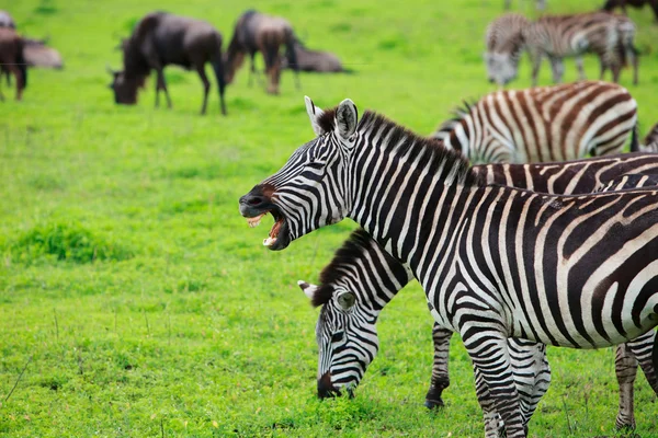 Zebra mostrando dentes — Fotografia de Stock