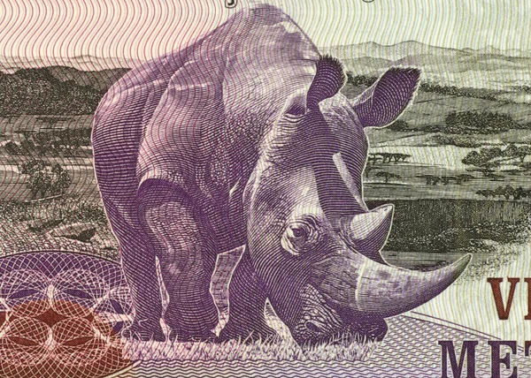 Nashorn — Stockfoto