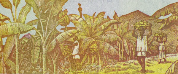 바나나를 수확 — 스톡 사진