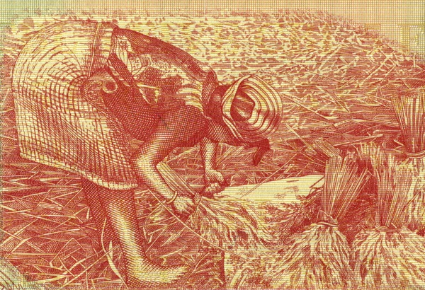 Donna che raccoglie riso — Foto Stock