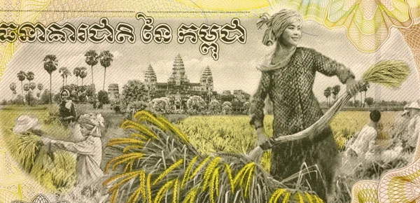 Mujer cosechando arroz —  Fotos de Stock