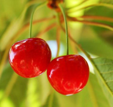 Two ripe cherry on the tree clipart