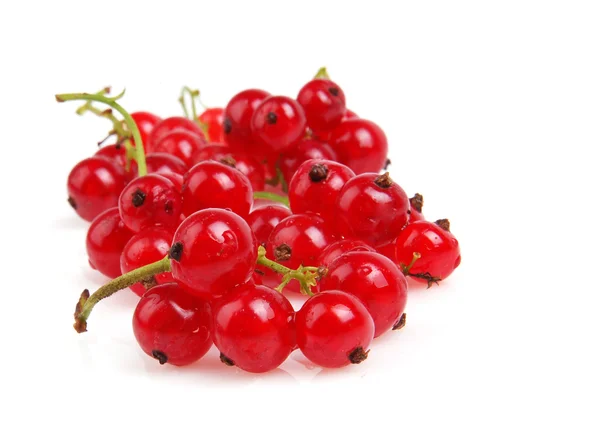 stock image Redcurrant