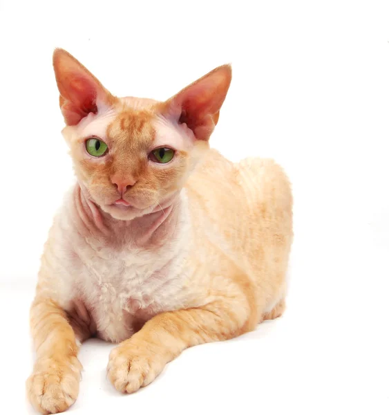 Kırmızı kedi. Sfenks — Stok fotoğraf