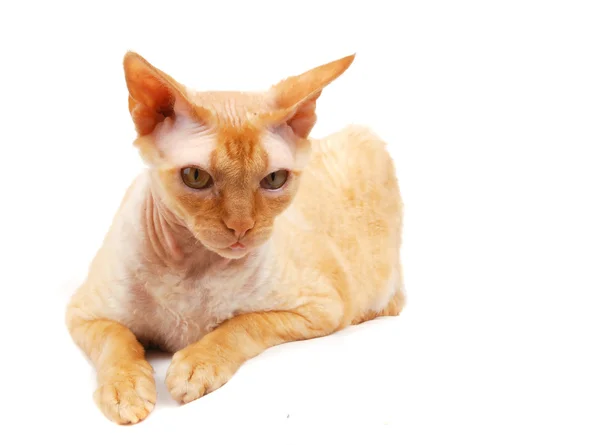 Kırmızı kedi. Sfenks — Stok fotoğraf