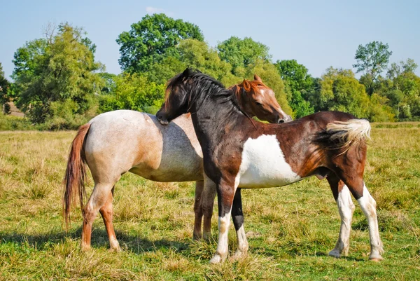 Два коні закохані — стокове фото