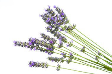 Lavander clipart