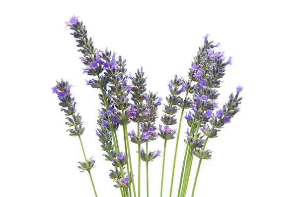 stock image Lavander