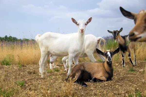 stock image Goat