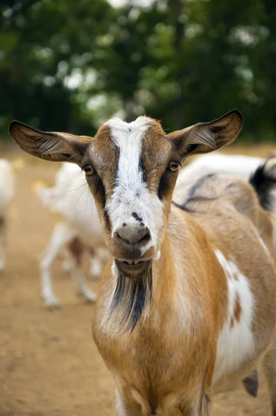 Stock image Goat