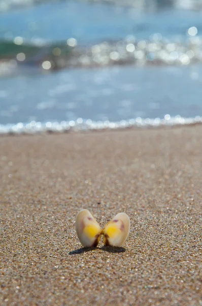砂の中の殻 — ストック写真