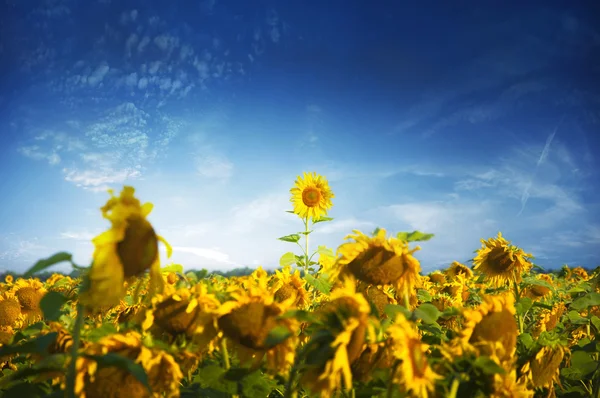 Sunflower leader — Stock Photo, Image