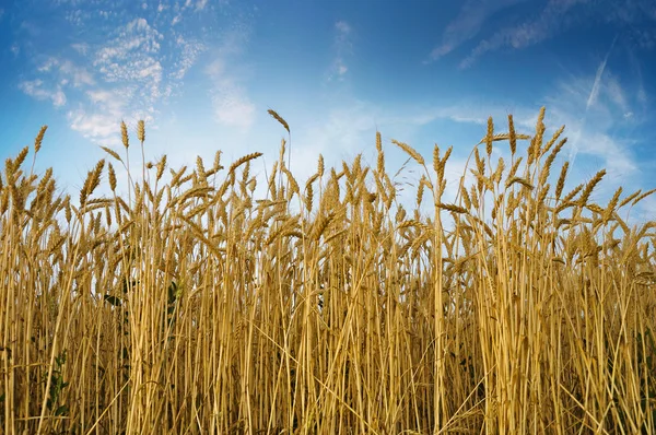 Campo di grano — Foto Stock