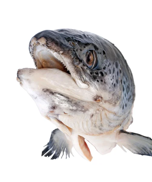 鮭の頭 — ストック写真